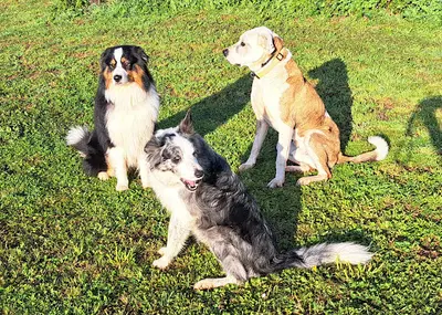 Educanin34 - Pension et Education Canine