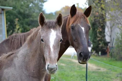 Haras de Juvénia-scea les Charmants