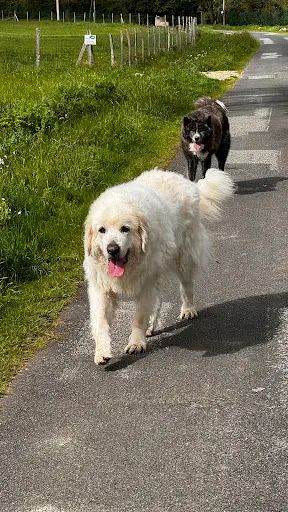 Ohana Éducation Canine