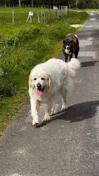 Ohana Éducation Canine