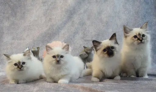 Chatterie de Sacré de Coterley – Élevage de Sacré de Birmanie en Paca