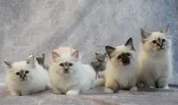 Chatterie de Sacré de Coterley – Élevage de Sacré de Birmanie en Paca