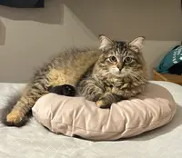 Chatterie des Sheldrick Neva - Elevage de Chat Sibérien Pure Race Loof À le Rouret (06650)