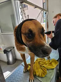 Goldamour Toilettage