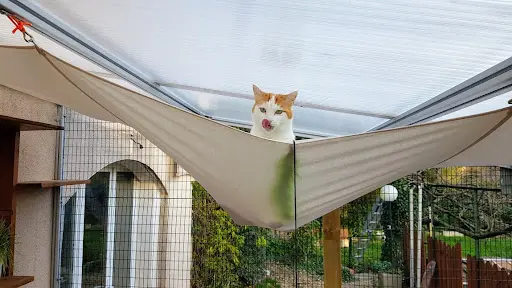 Pension Pour Chats Ti Félins