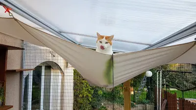 Pension Pour Chats Ti Félins