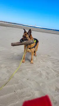 Anahata Dog S
