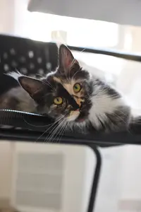 Chatterie Epic Claws