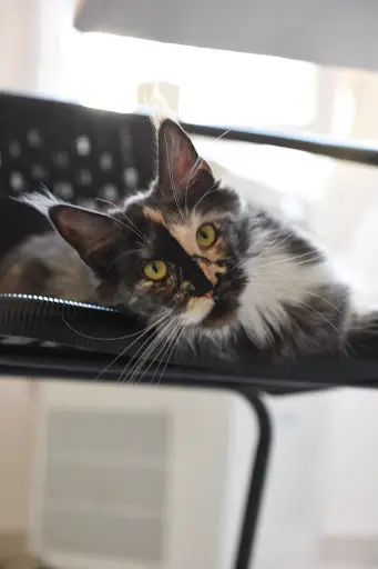 Chatterie Epic Claws