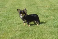 Chihuahua des Joyaux Divins