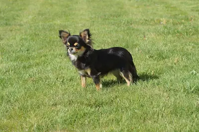 Chihuahua des Joyaux Divins