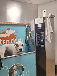 Lave Ton Chien