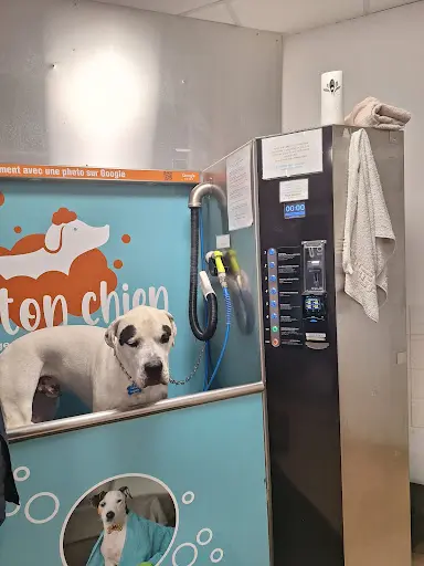 Lave Ton Chien