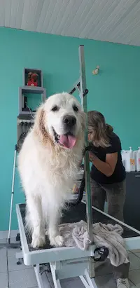 Dog Paradise