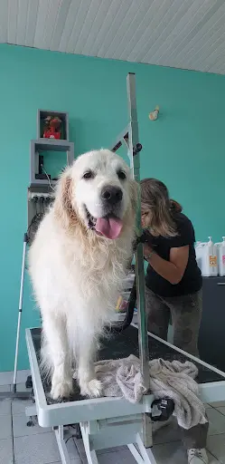 Dog Paradise
