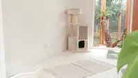 Alix&co, Hôtel Pour Chats & Comportementaliste Félin
