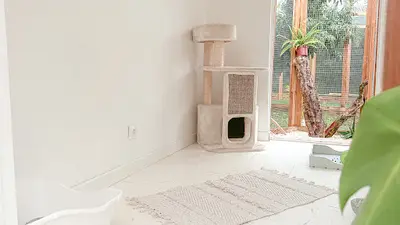 Alix&co, Hôtel Pour Chats & Comportementaliste Félin