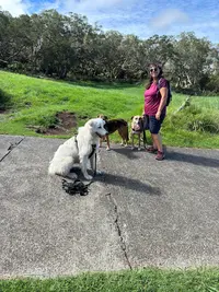 Click Attitude Education Canine
