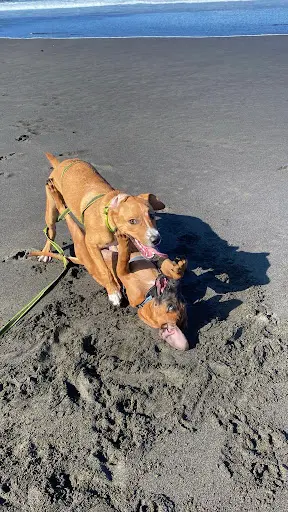 Kanidées