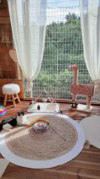 Lodge 1 2 3 Cat
