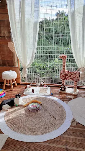 Lodge 1 2 3 Cat