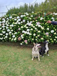 Pension Chiens et Chats - Jean-yves Hoarau