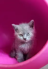 Chatterie des Berlingots