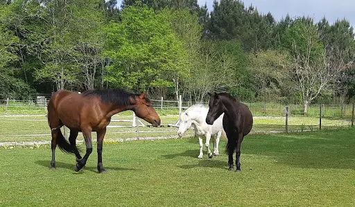 Ecurie Ranch Sylvabelle
