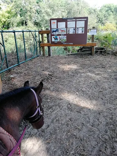 Poney