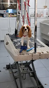 Domi Dog S