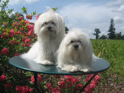 Élevage Domaine des Landes : Éleveur de Shih-tzu et Bichon Maltais, Manche en Normandie France