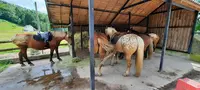 Equi Val - Maroquinerie / Balades et Randonnées À Cheval