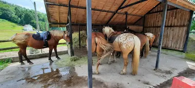 Equi Val - Maroquinerie / Balades et Randonnées À Cheval