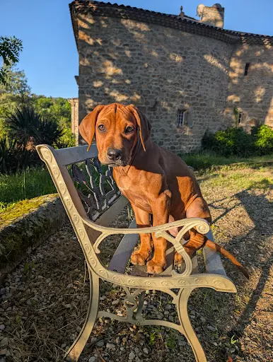 Of Lil Toffee