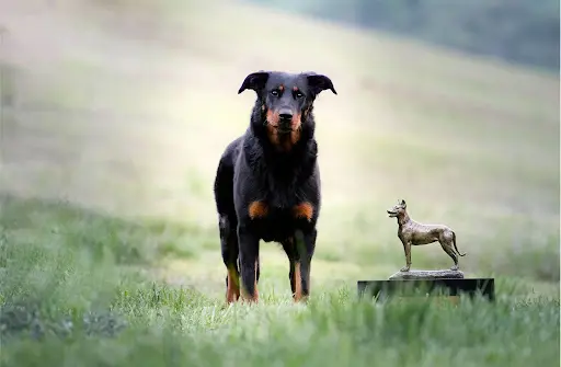 Elevage de la Bergerie d'Elan ~ Beaucerons Noir et Feu et Arlequin ~ Aveyron