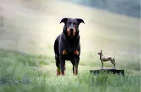 Elevage de la Bergerie d'Elan ~ Beaucerons Noir et Feu et Arlequin ~ Aveyron