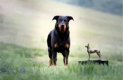 Elevage de la Bergerie d'Elan ~ Beaucerons Noir et Feu et Arlequin ~ Aveyron