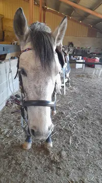 Segala Levezou Equitation Cheval
