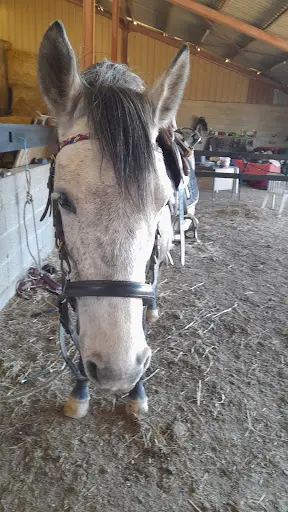 Segala Levezou Equitation Cheval