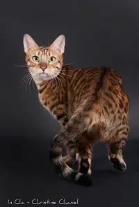 Chatterie de Galadhrim