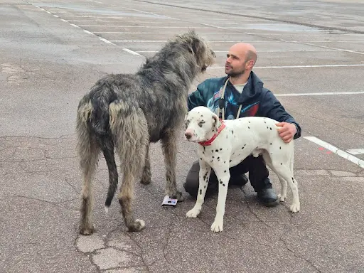 Educateur Canin-loic Cornu Vosges