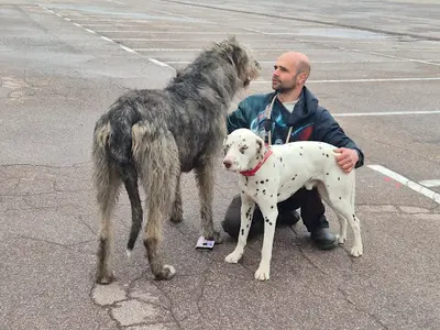 Educateur Canin-loic Cornu Vosges