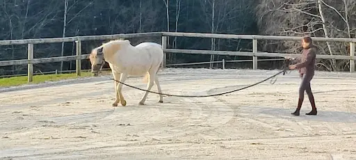 Pension Bien-être Pour Chevaux " les Prés de Sophie "