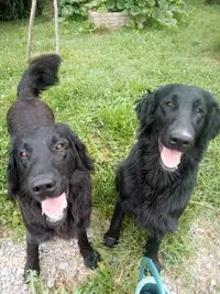 Pension Canin et Éducateur Canin le Domaine des Amarock S