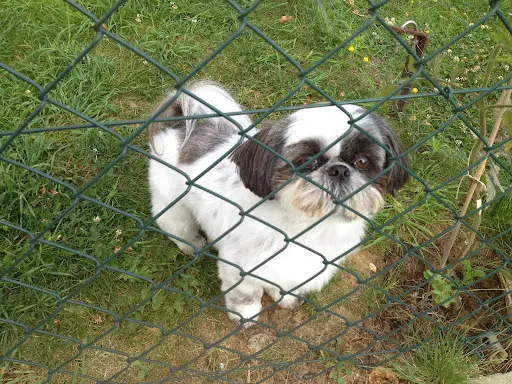 Au Bonheur des Chiens