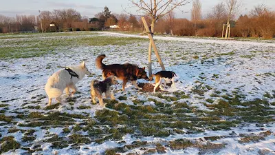 Carl Cr Os - Éducation Canine