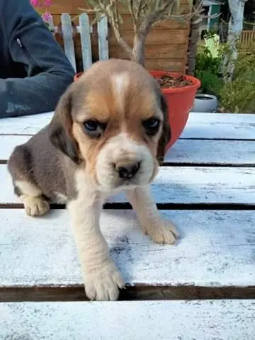 Beagle du Grand Magnolia