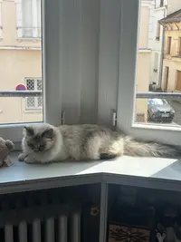 Chatterie le Manoir d'Annakabel