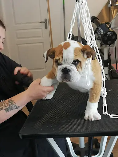 Happy Dog