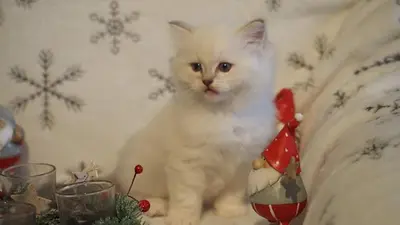 La Chatterie du Château Blanc